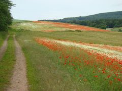 Mohn rot/weiß (5)