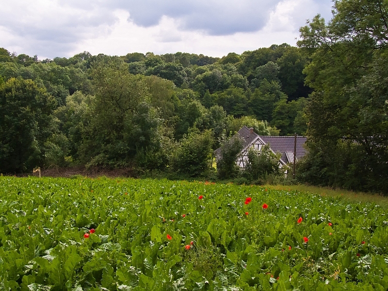 Mohn + Rüben