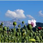 [ mohn – säntis – mohn ]