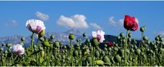 [ mohn – säntis – mohn ]