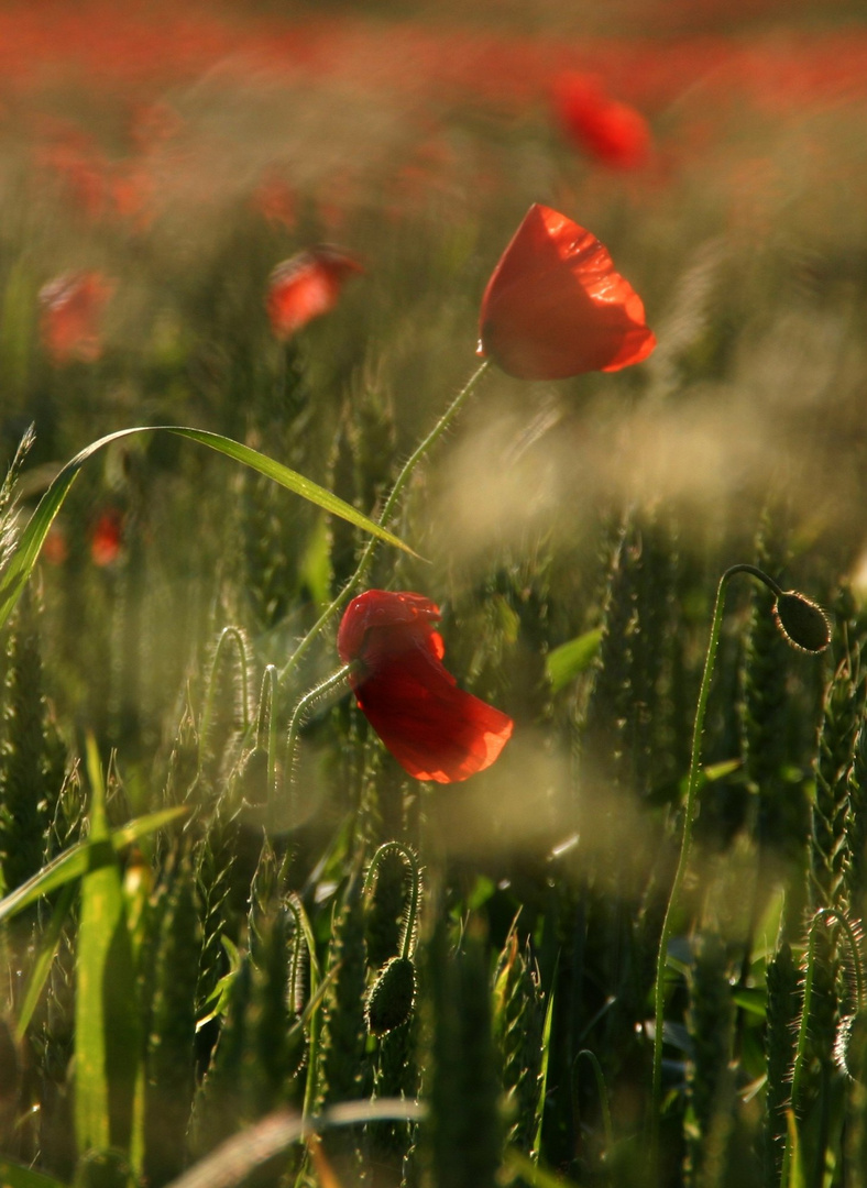 Mohn satt