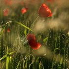 Mohn satt