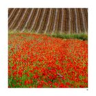 Mohn satt