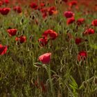 Mohn satt