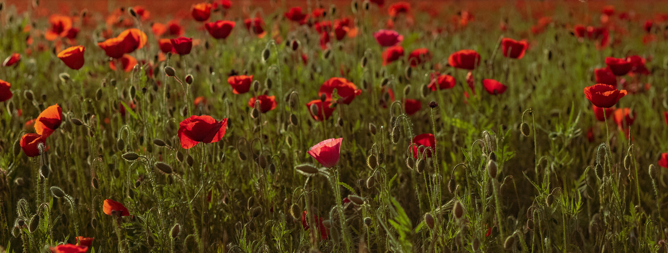 Mohn satt