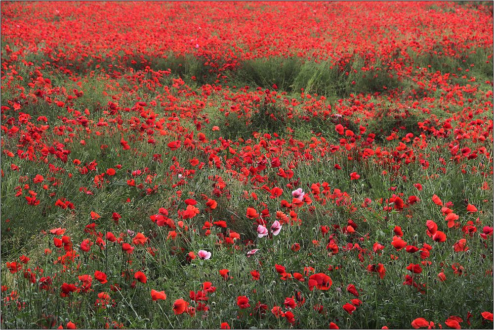 Mohn ... satt.