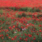 Mohn ... satt.