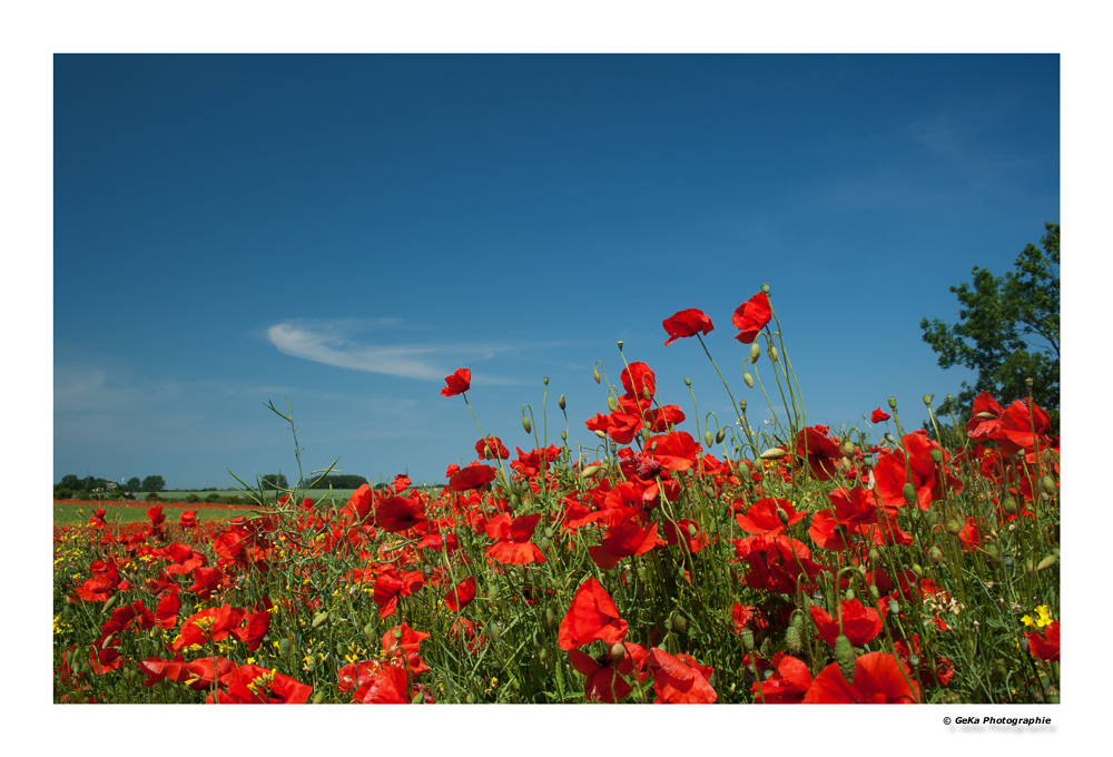 Mohn satt