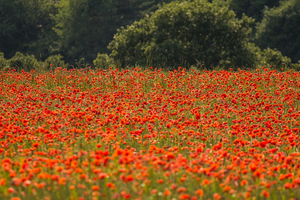 Mohn satt