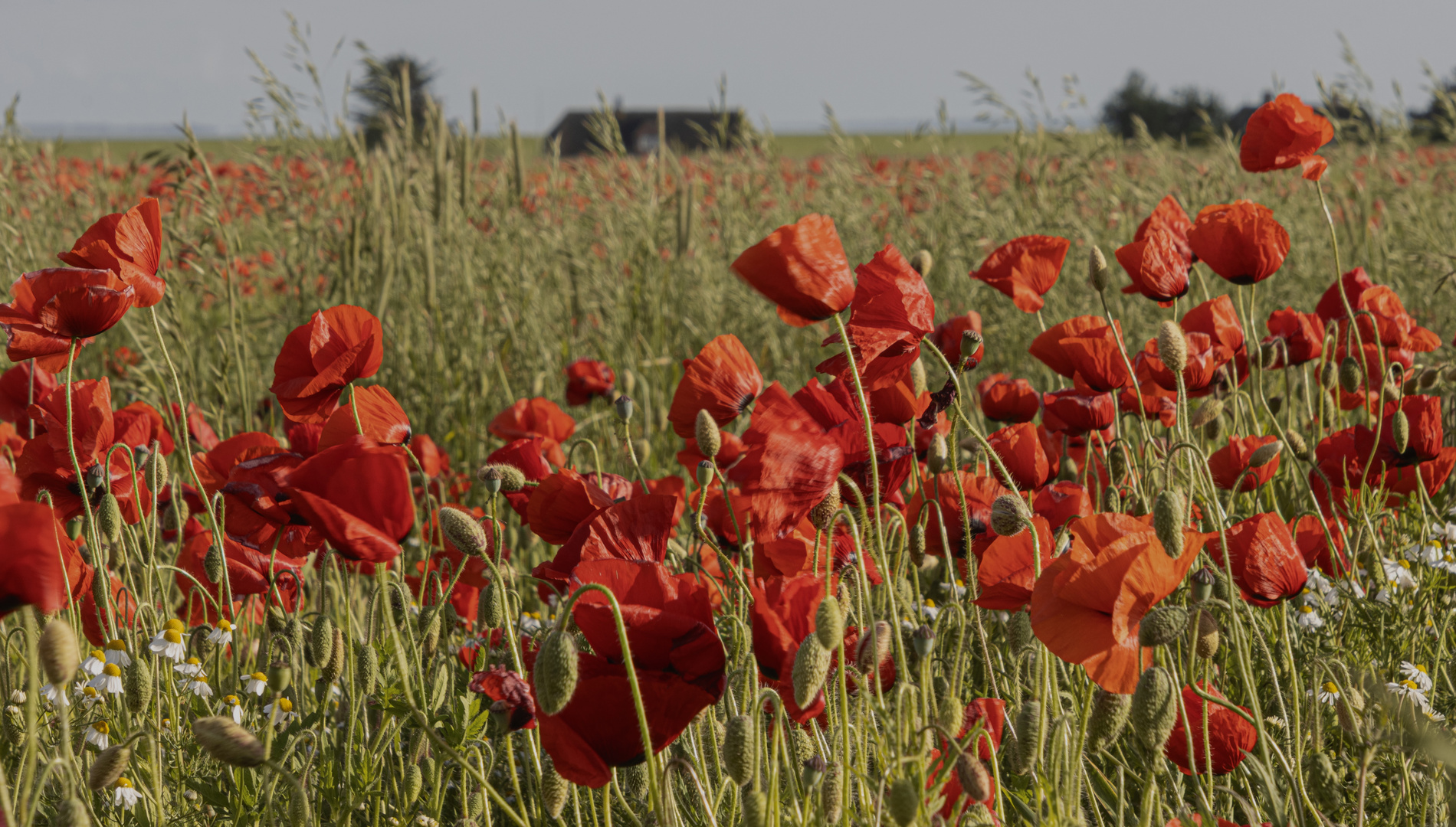 Mohn satt...