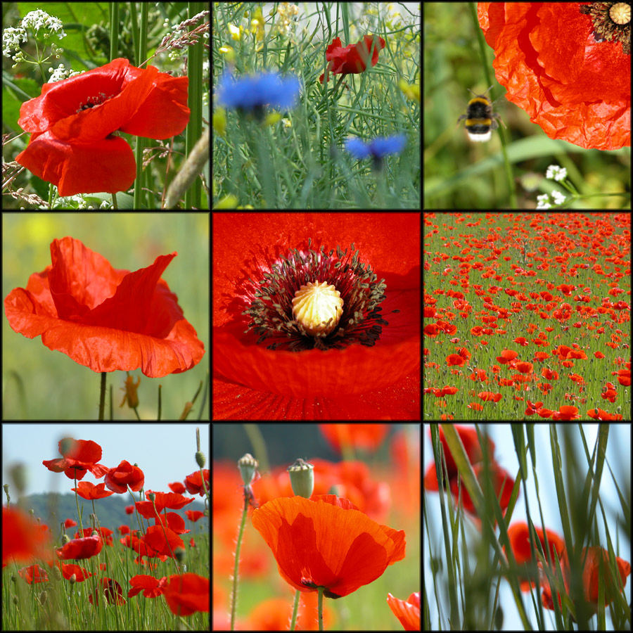 Mohn- (Schach) - Matt