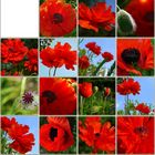 Mohn - Schachbrett