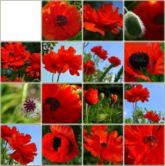 Mohn - Schachbrett