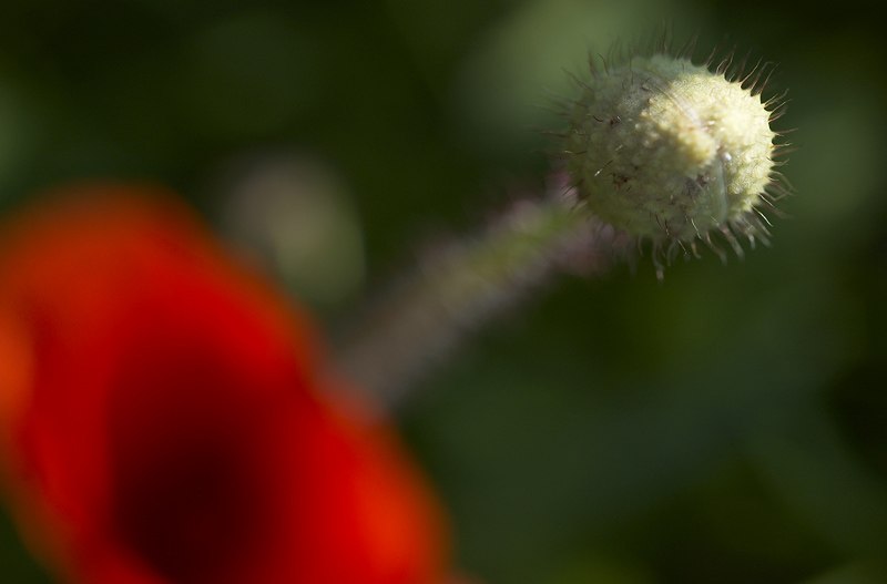 Mohn scharf