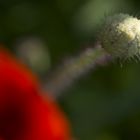 Mohn scharf