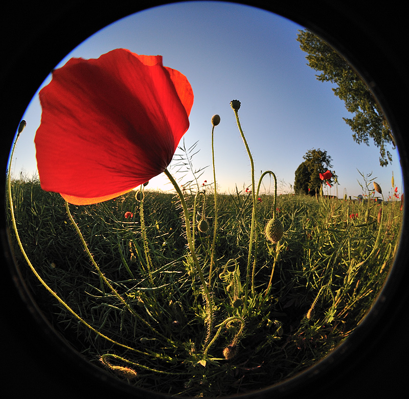 Mohn-Schau