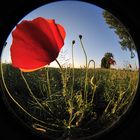 Mohn-Schau