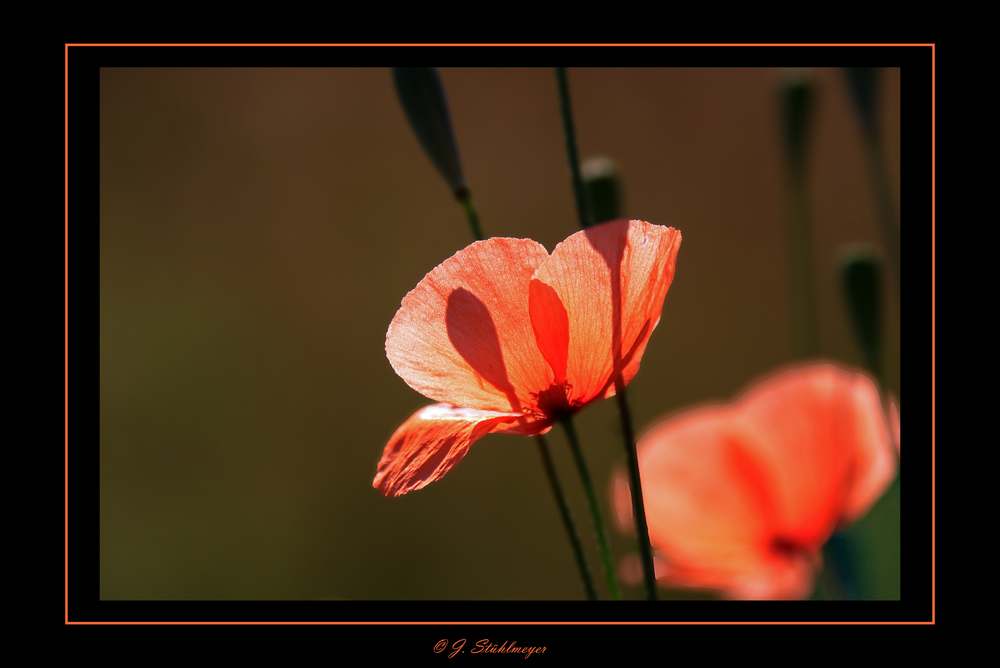 Mohn-schein