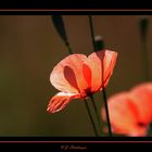 Mohn-schein