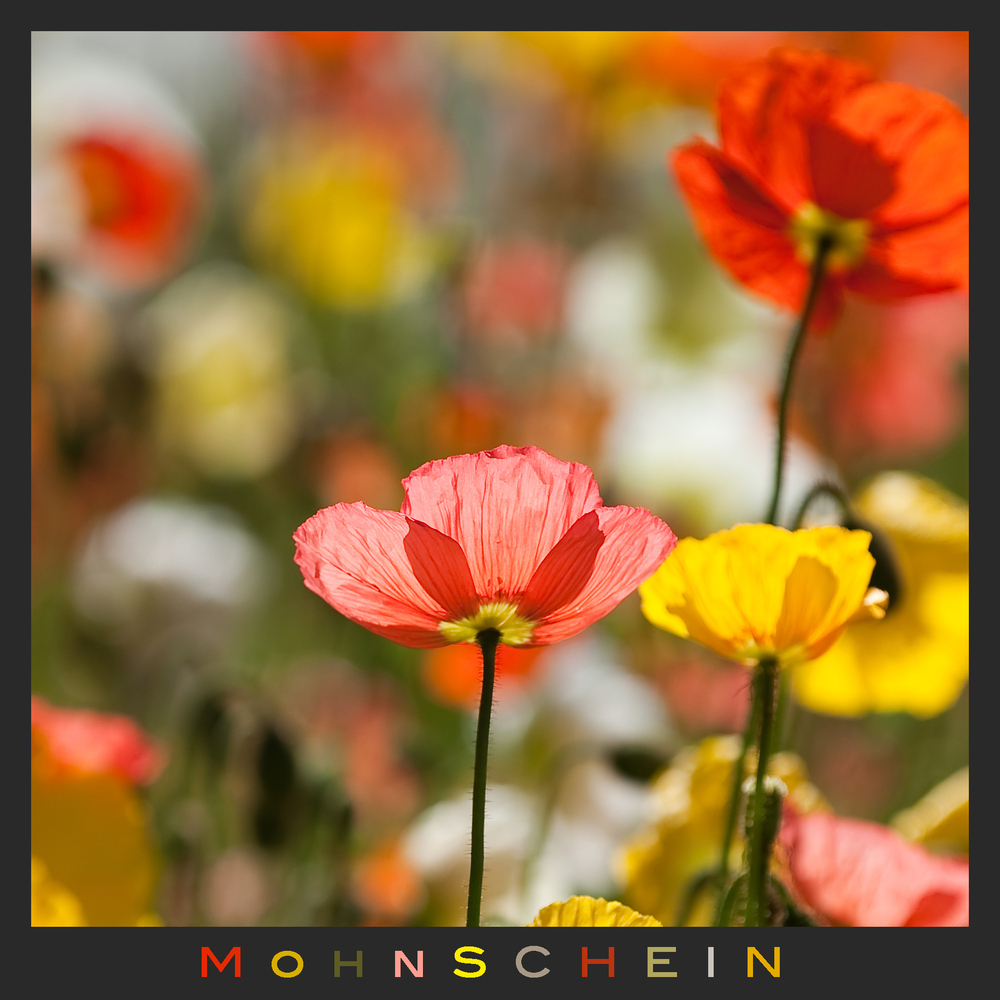 MOHN-SCHEIN