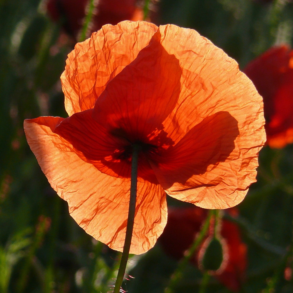 Mohn Schein