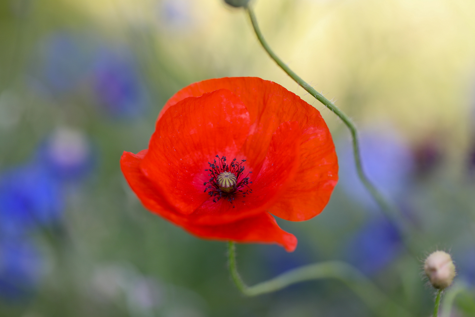 Mohn-Schein