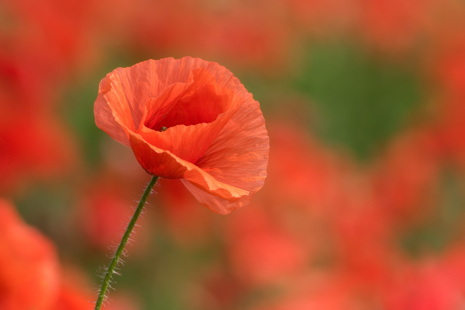 Mohn Schein