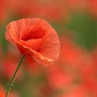 Mohn Schein