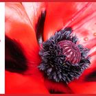 MOHN  -  SCHIEBEBILD -  !