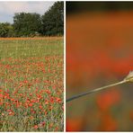 Mohn - Schiebebild