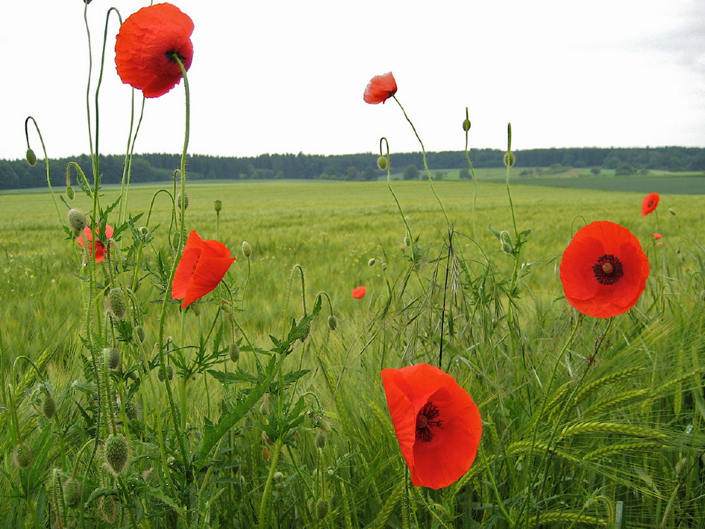 Mohn, schieß nich über den Rand!