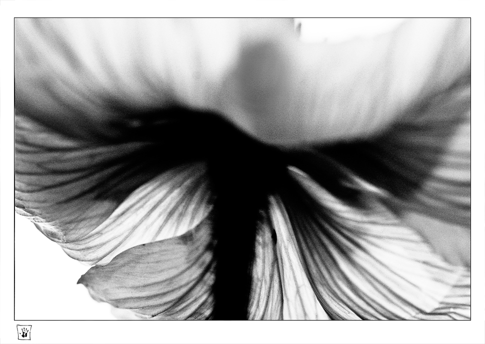 mohn . schleier