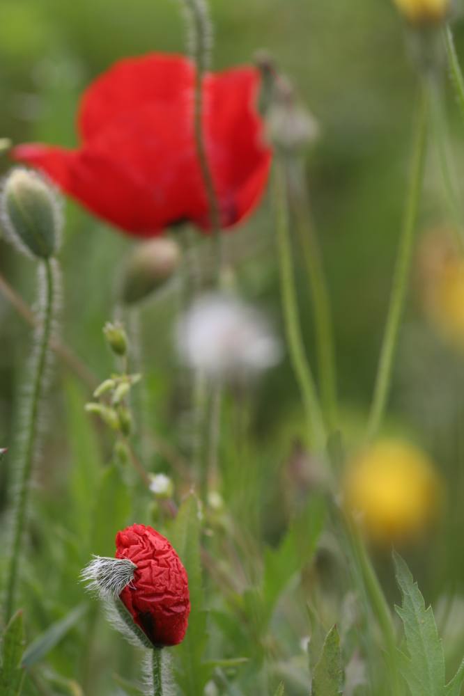 Mohn, schlüpfend