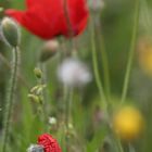 Mohn, schlüpfend