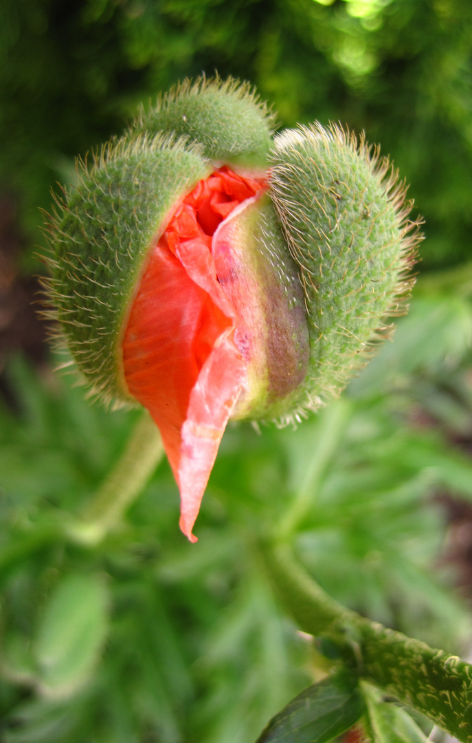 Mohn schlüpft...