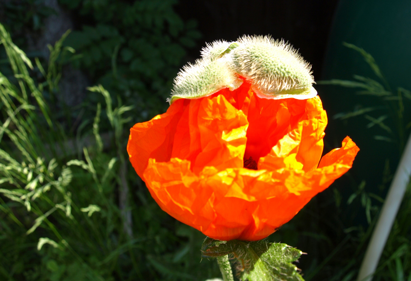 Mohn Schlupf in orange