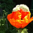 Mohn Schlupf in orange