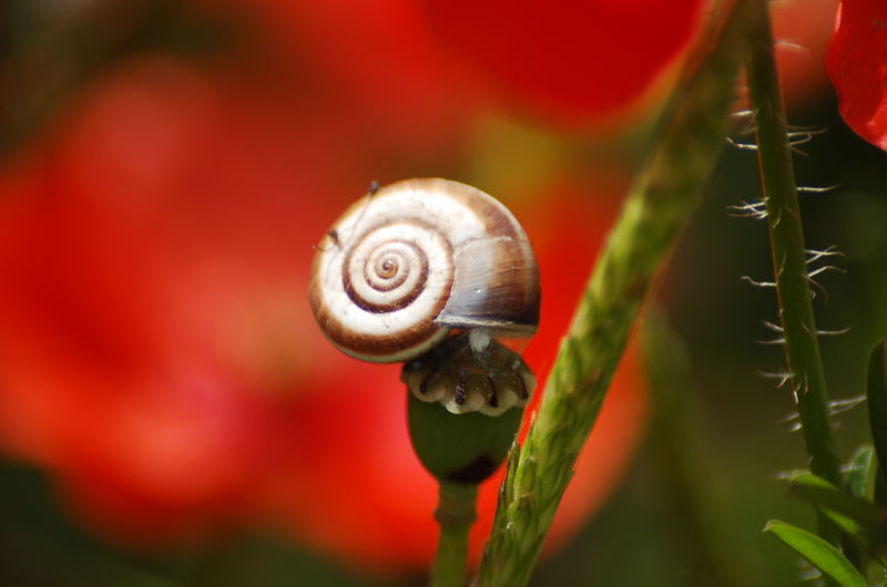 Mohn-Schnecke