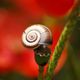 Mohn-Schnecke