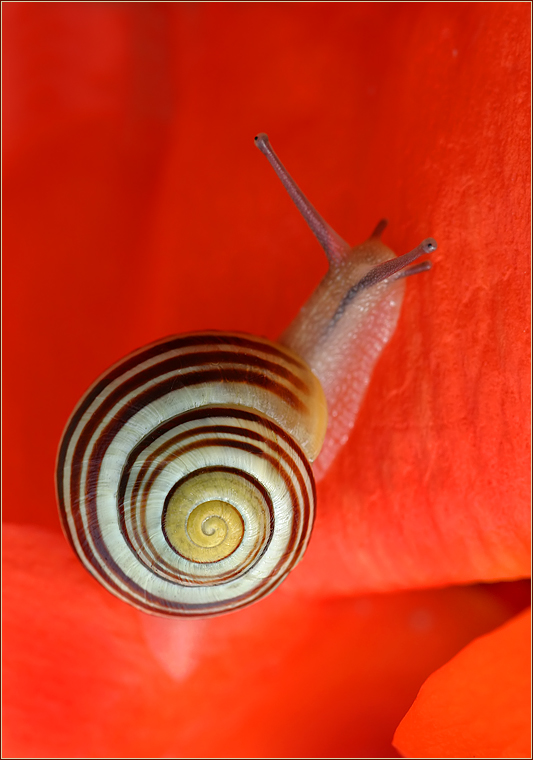 "Mohn-Schnecke"