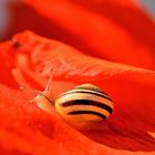 Mohn-Schneckerl_2