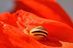 Mohn-Schneckerl_2