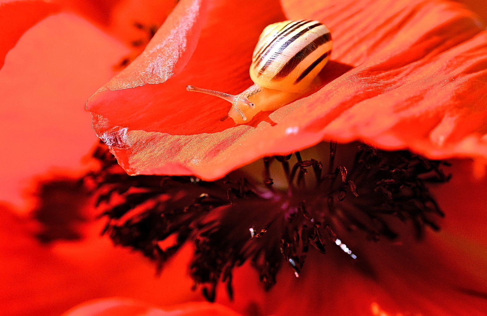 Mohn-Schneckerl_3