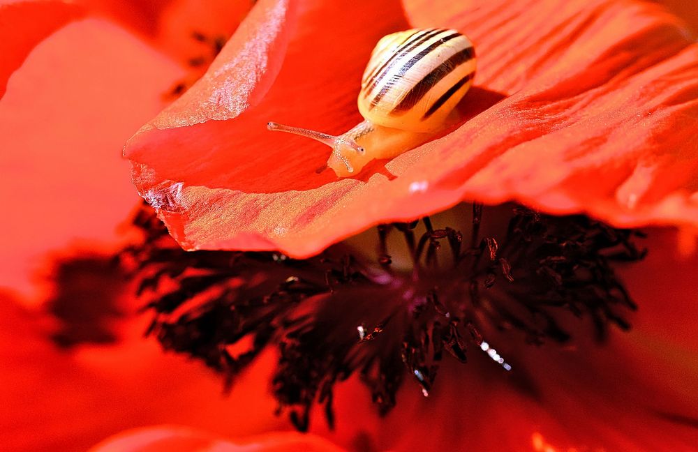 Mohn-Schneckerl_3