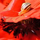 Mohn-Schneckerl_3