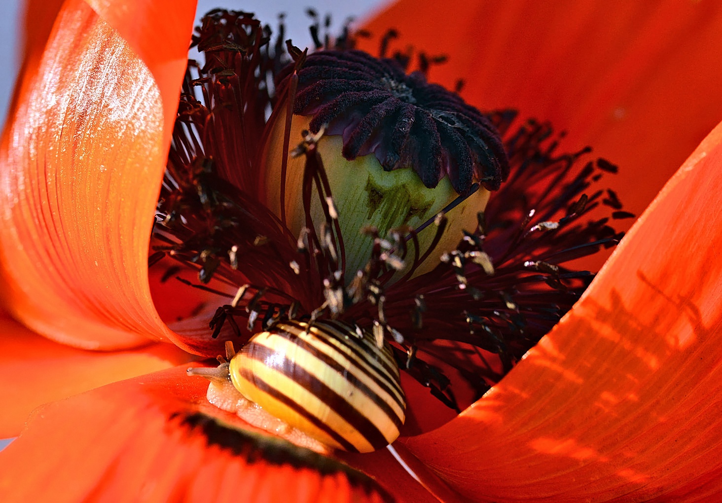 Mohn-Schneckerl_4