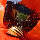 Mohn-Schneckerl_4