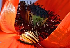 Mohn-Schneckerl_4