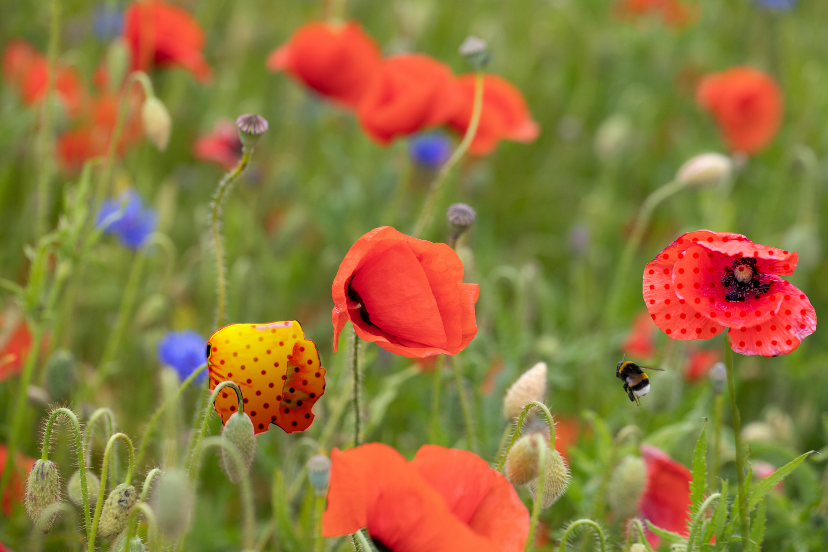 Mohn – Schönheit mit Suchtgefahr