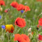 Mohn – Schönheit mit Suchtgefahr